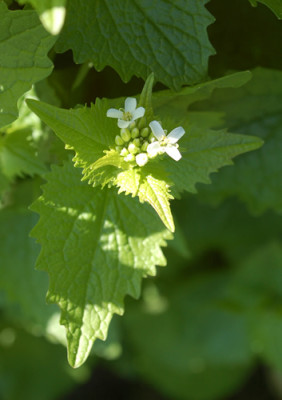 Bluete_0010__44177.jpg