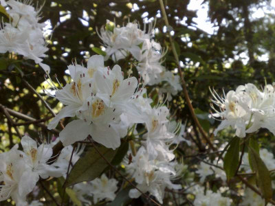 Kopie_von_24042009Rh.yunnanense_Bu283_03.jpg