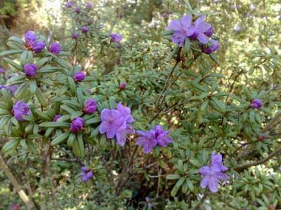 Kopie_von_24042009Rh.hippophaeoides_var.occidentale_CCu9314.jpg