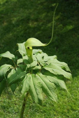 Arisaema_24.4.090001_2.JPG