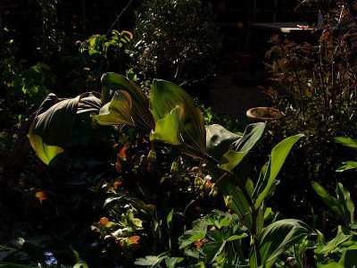 polygonatum_betburg.jpg