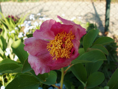 mloko_rosa_2009.jpg