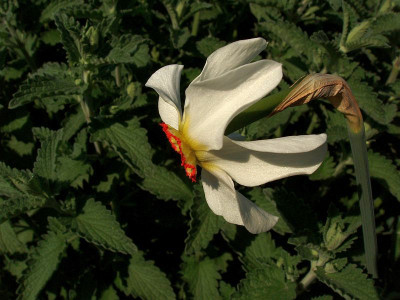 narcissus_poeticus_recurvus.jpg