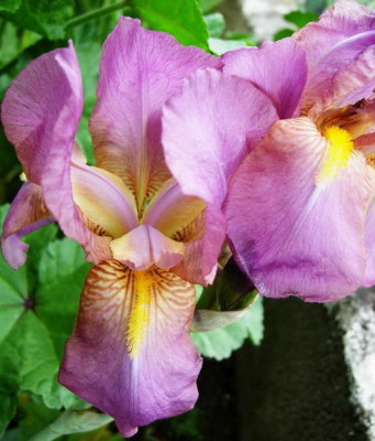 Iris-Susan-Bliss-12.05.2006_09-28-46_0019.jpg