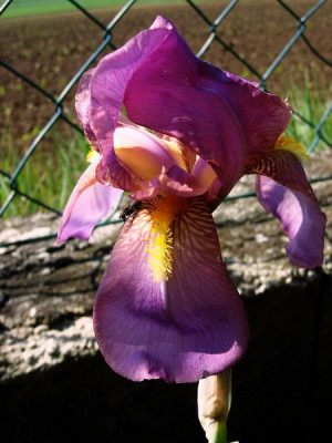 Iris-Susan-Bliss-07.05.2006_10-24-35_0007.jpg