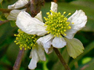 Parr2_IMG_2099.jpg