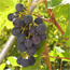 Frueher-Blauburgunder.jpg