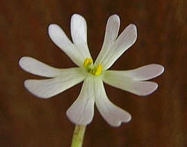 nightphlox_1.jpg