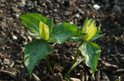 trillium_luteum.jpg