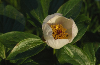 paeonia_wittmanniana.jpg