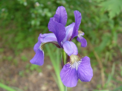 Iris_blau2.jpg