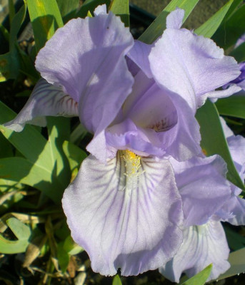 Orchid_Raye.JPG