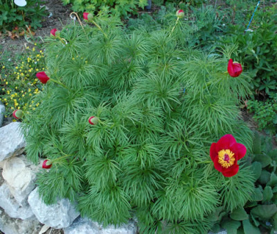 P._tenuifolia_0010__44203.jpg