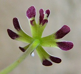 Nightphlox_2.jpg