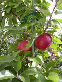 apfel05.jpg