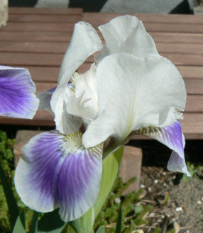 Boo_090425_a.jpg