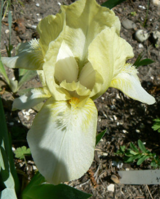 Nicht_Green_Spot_090425_a.jpg