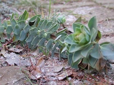 euphorbia_myrsinitis.jpg