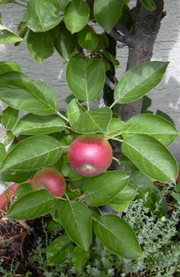 apfel10.jpg