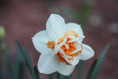 Kopie_von_Blumen_005.jpg