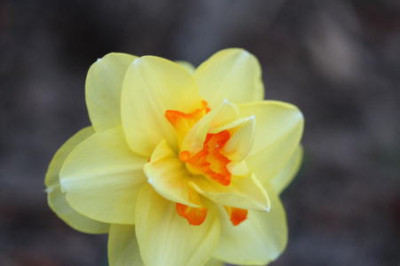 Kopie_von_Blumen_016.jpg