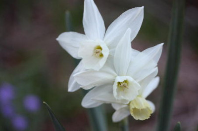 Kopie_von_Blumen_007.jpg