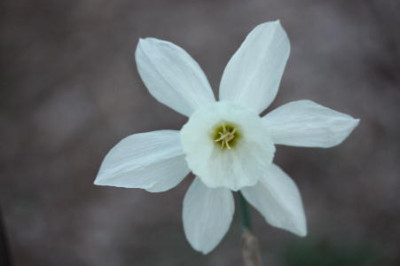 Kopie_von_Blumen_009.jpg