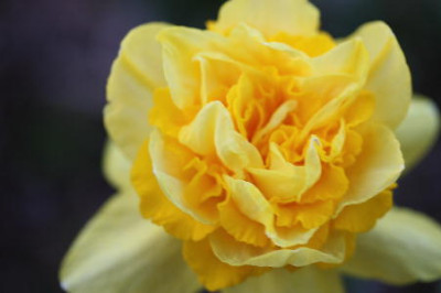 Kopie_von_Blumen_008.jpg