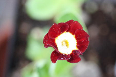 Kopie_von_Blumen_021.jpg