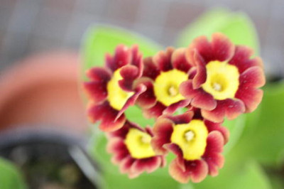 Kopie_von_Blumen_022.jpg