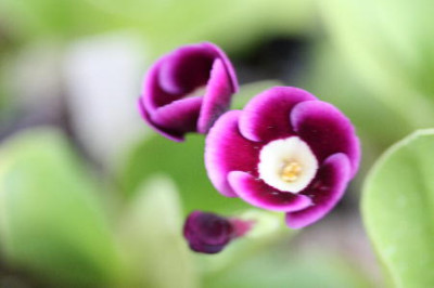 Kopie_von_Blumen_023.jpg