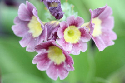 Kopie_von_Blumen_024.jpg