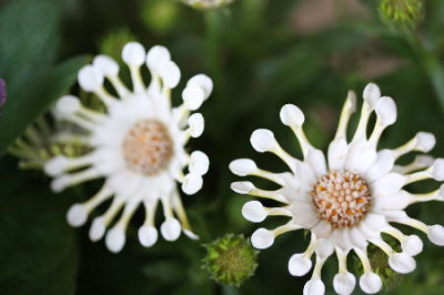 Kopie_von_Blumen_027.jpg