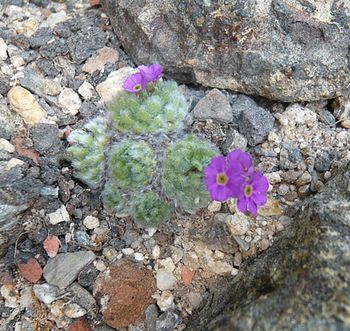 Androsace_robusta_ssp._purpurea_fars_2009.jpg
