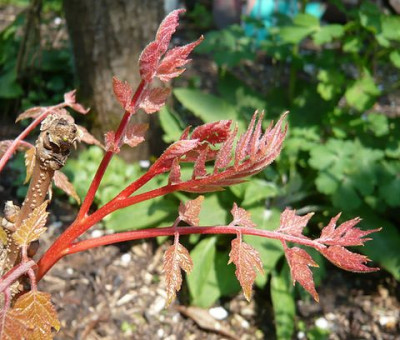 Koelreuteria_Coral_Sun_fars_2009.jpg