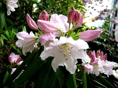 Rhododendron_fortunei_fars_2009.jpg