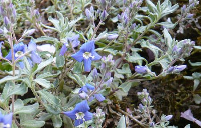 Veronica_macrostachya_fars_2009.jpg