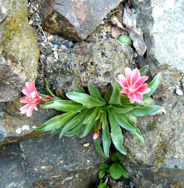 Lewisia_fars_2009.jpg