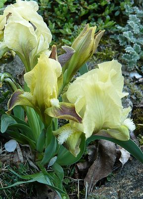 Iris_Zwerg_fars_2009.jpg