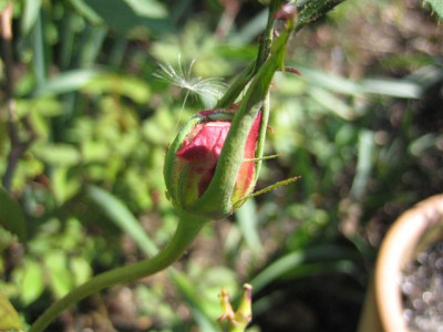 IMG_4398_Small.JPG