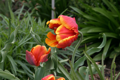 Tulpen7309.jpg
