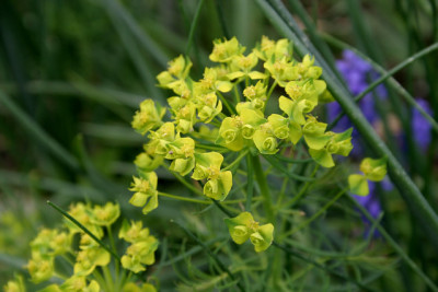 Euphorbia0909.jpg