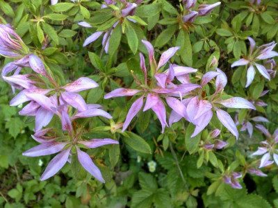 Kopie_von_26042009Rh.macrosepalum_Koromo_Shibiku.jpg