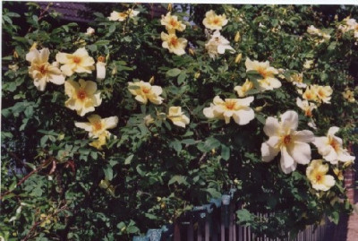 Fruhlingsgold_am__Gartenzaun.jpg