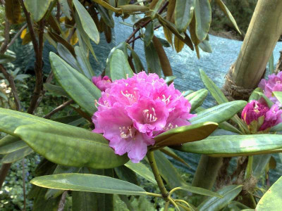 Kopie_von_26042009Rh.degronianum_ssp.heptamerum_var.hondoenseC.W.Me_Ken_01.jpg