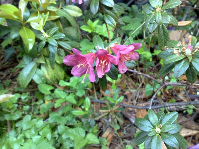Kopie_von_26042009Rh.glaucophyllum_Peter_Chappel.jpg