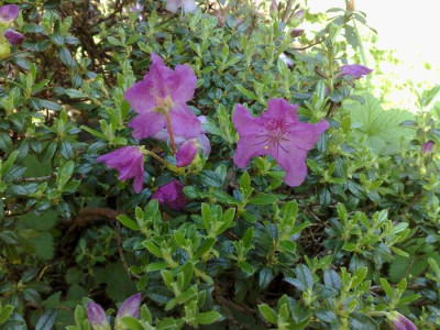 Kopie_von_26042009Rh.calostrotum_ssp.keleticum_Radicans.jpg