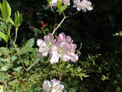 Kopie_von_25042009Rh.vaseyi.jpg