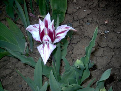 Iris_2009_080.jpg