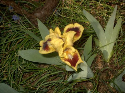 Iris_2009_100.jpg